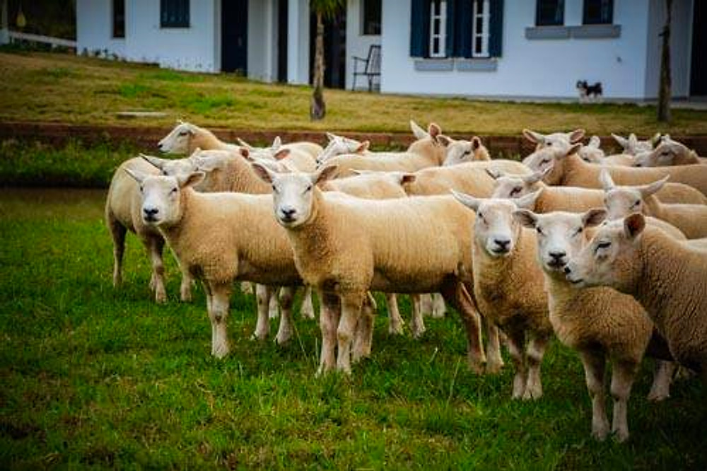 Rebanho de ovinos Texel pastando em frente à sede da cabanha
