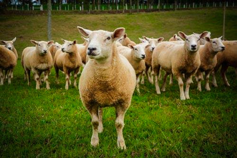 Ovino Texel de frente em destaque, com o rebanho ao fundo