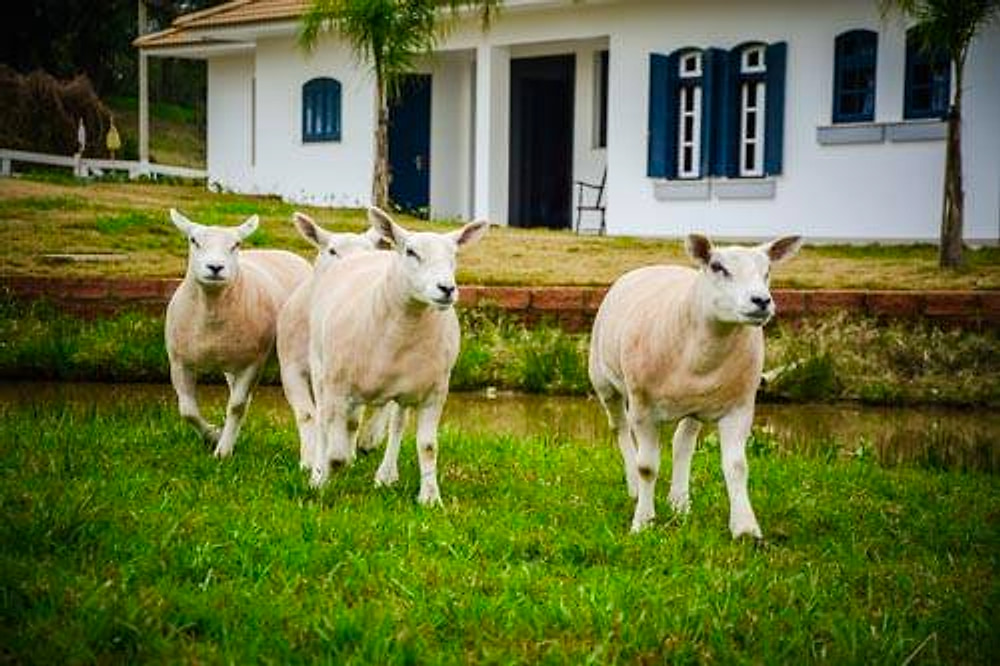 Ovinos Texel no gramado em frente à casa da cabanha