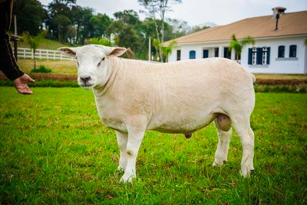 Carneiro Texel de perfil no pasto, com a sede ao fundo