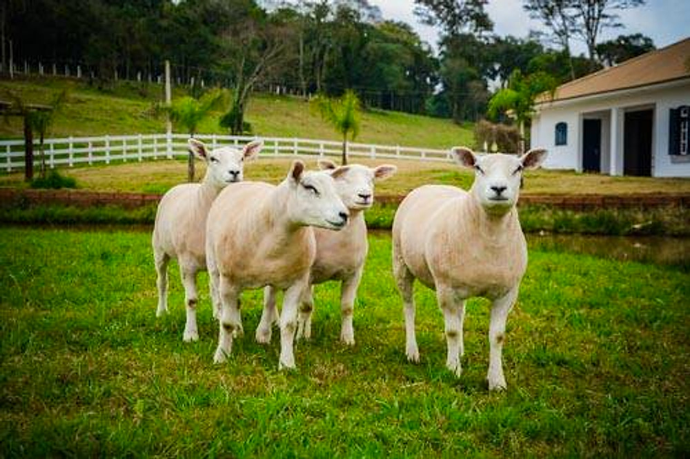 Ovinos Texel caminhando no pasto na Cabanha Texel Amoras, com a sede ao fundo