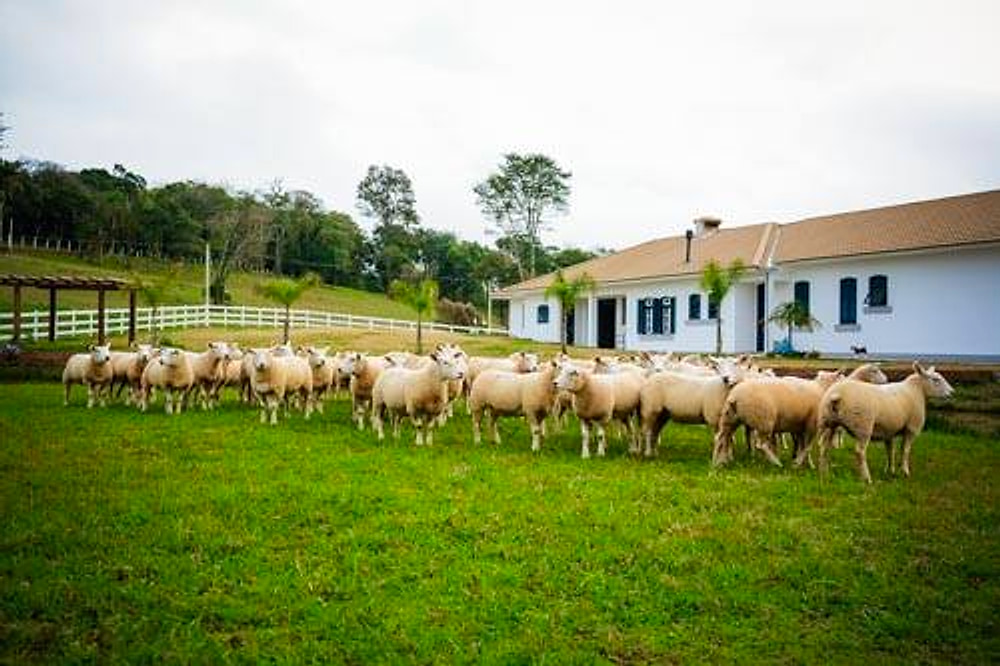 Rebanho de ovinos Texel pastando com a sede da cabanha ao fundo