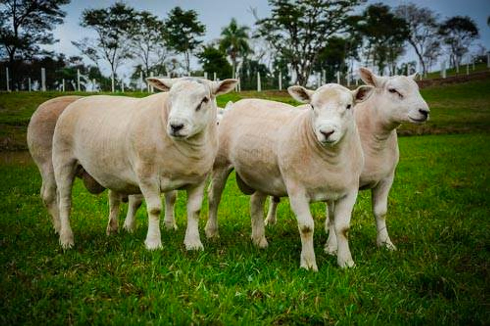 Três ovinos Texel de frente, com árvores ao fundo