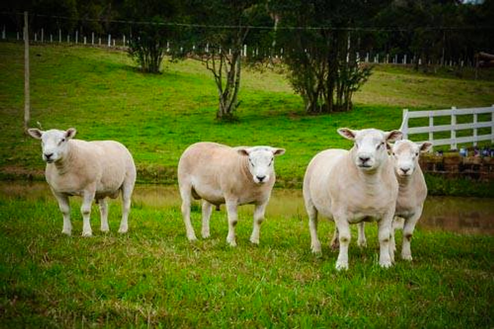 Ovinos Texel espaçados no pasto, com cerca branca ao fundo