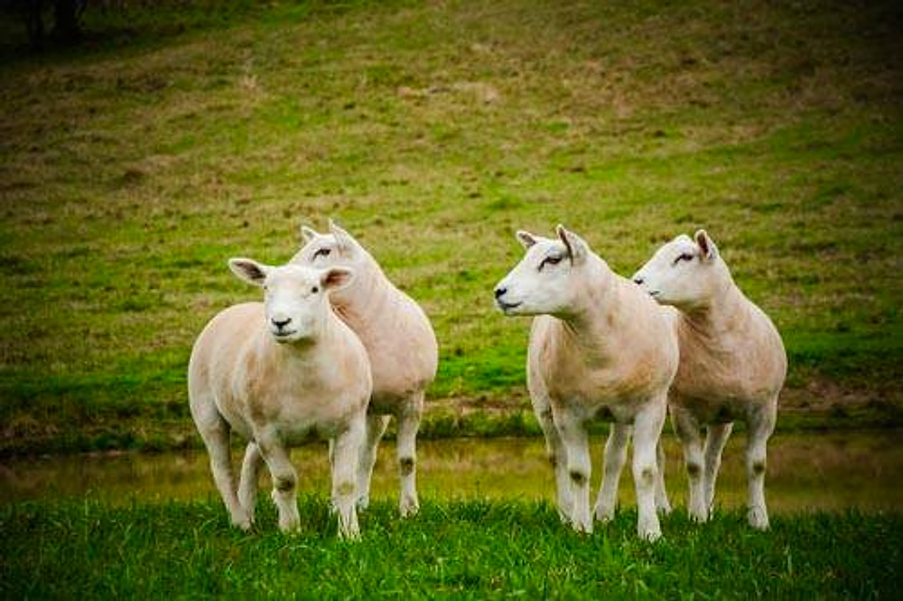 Dois pares de ovinos Texel olhando para o lado no pasto