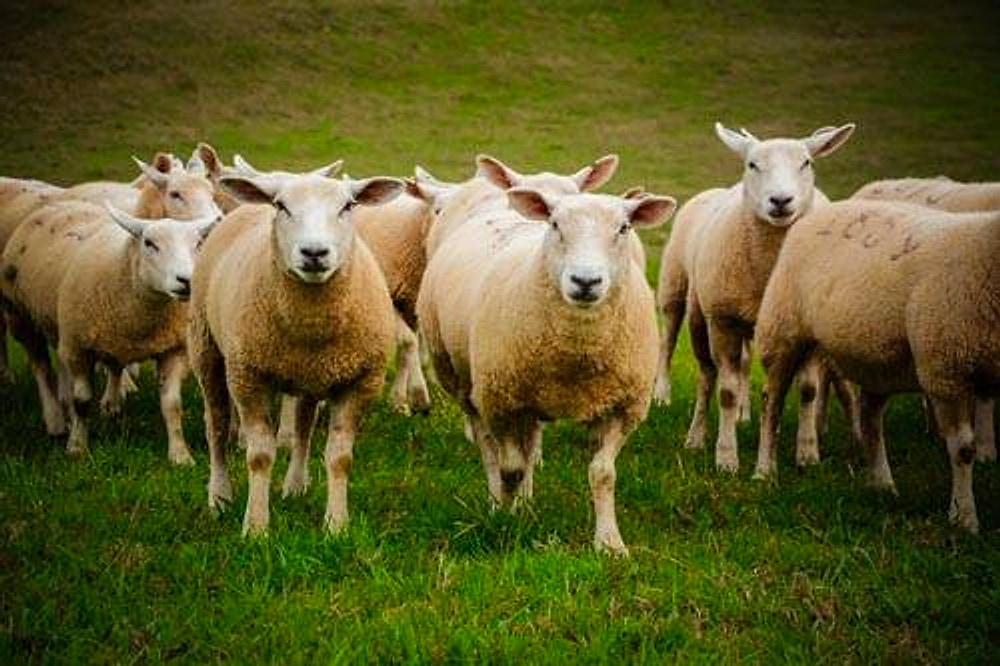 Rebanho de ovinos Texel de frente no gramado