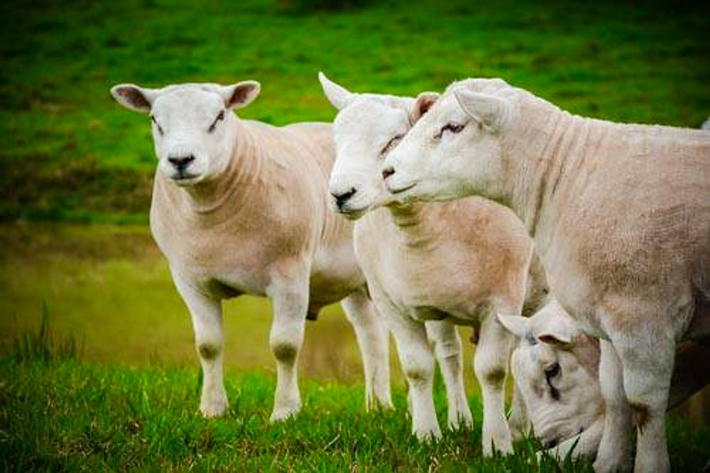 Close de ovinos Texel de cabeça erguida no pasto