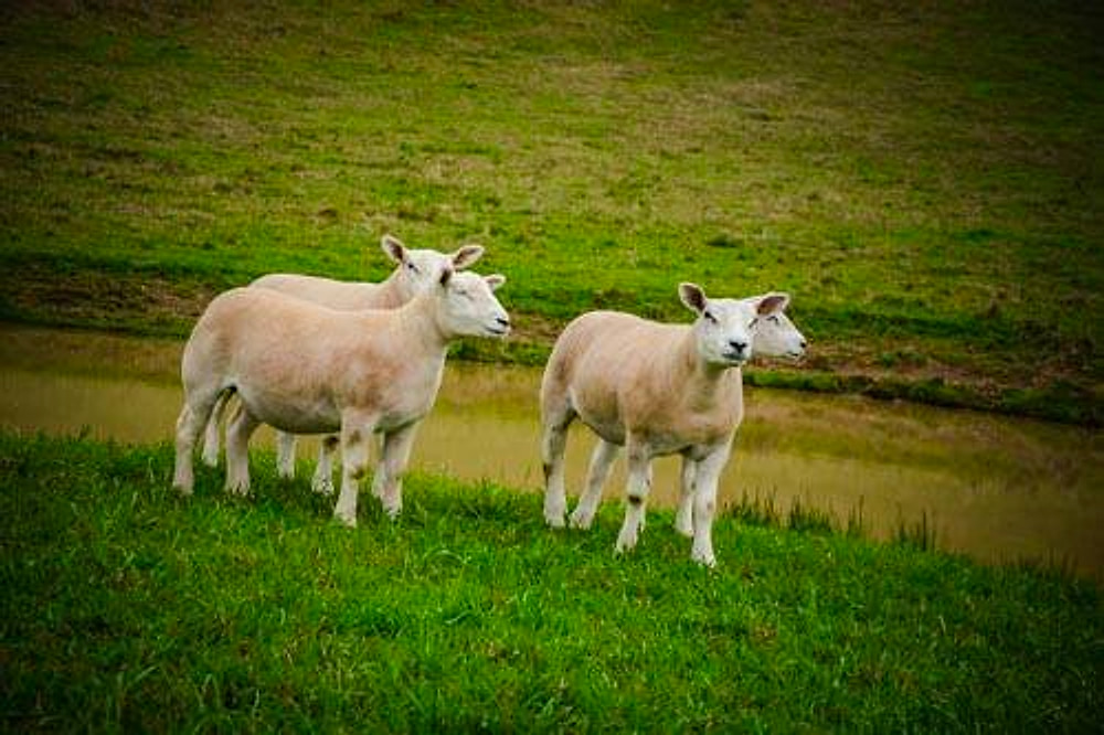Dois ovinos Texel à beira do açude