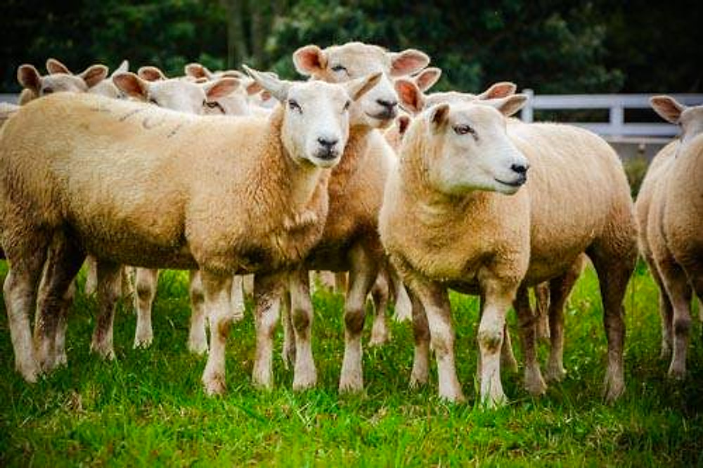 Rebanho de ovinos Texel muito próximo, de frente para a câmera