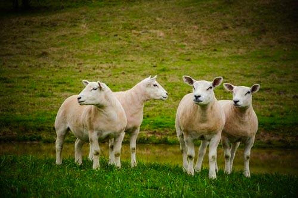 Dois pares de ovinos Texel no gramado, à beira do açude