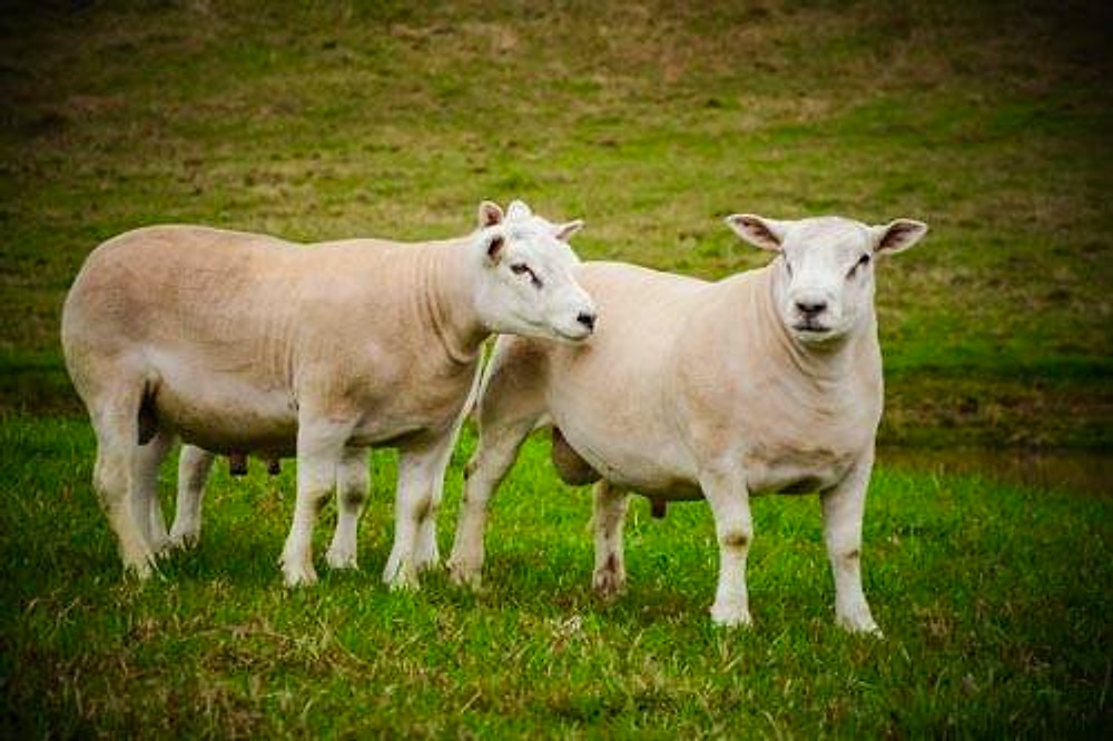 Dois ovinos Texel lado a lado no pasto