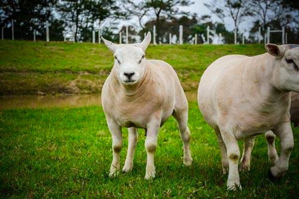 Ovinos Texel em close, de frente e de perfil, no pasto