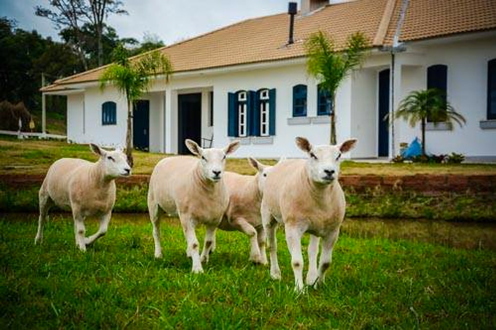 Ovinos Texel no gramado em frente à sede da cabanha
