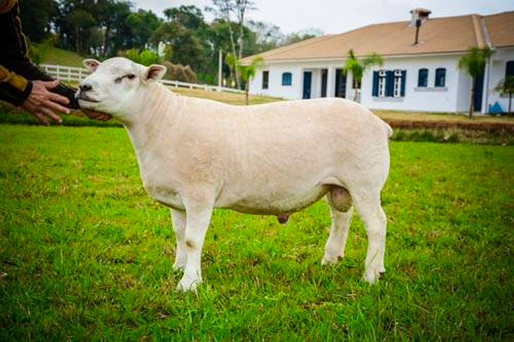 Carneiro Texel de perfil recebendo carinho de um tratador