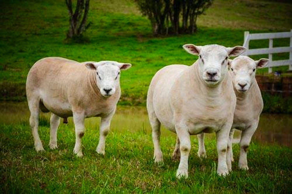 Ovinos Texel de frente e de lado no pasto verde