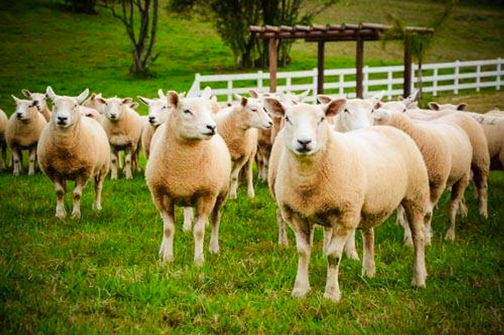 Rebanho de ovinos Texel com cerca branca ao fundo