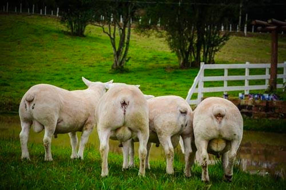 Ovinos Texel vistos por trás, pastando junto ao açude