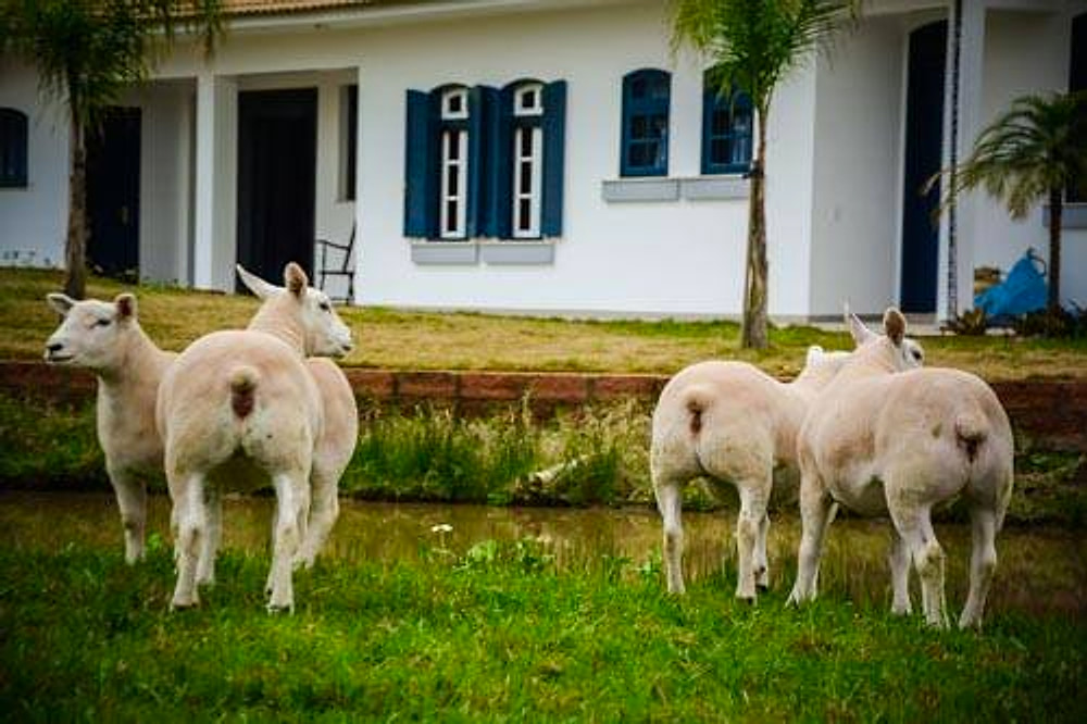 Ovinos Texel pastando na Cabanha Texel Amoras, com a sede ao fundo