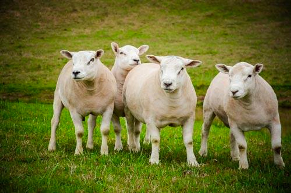 Grupo de três ovinos Texel de frente, em destaque