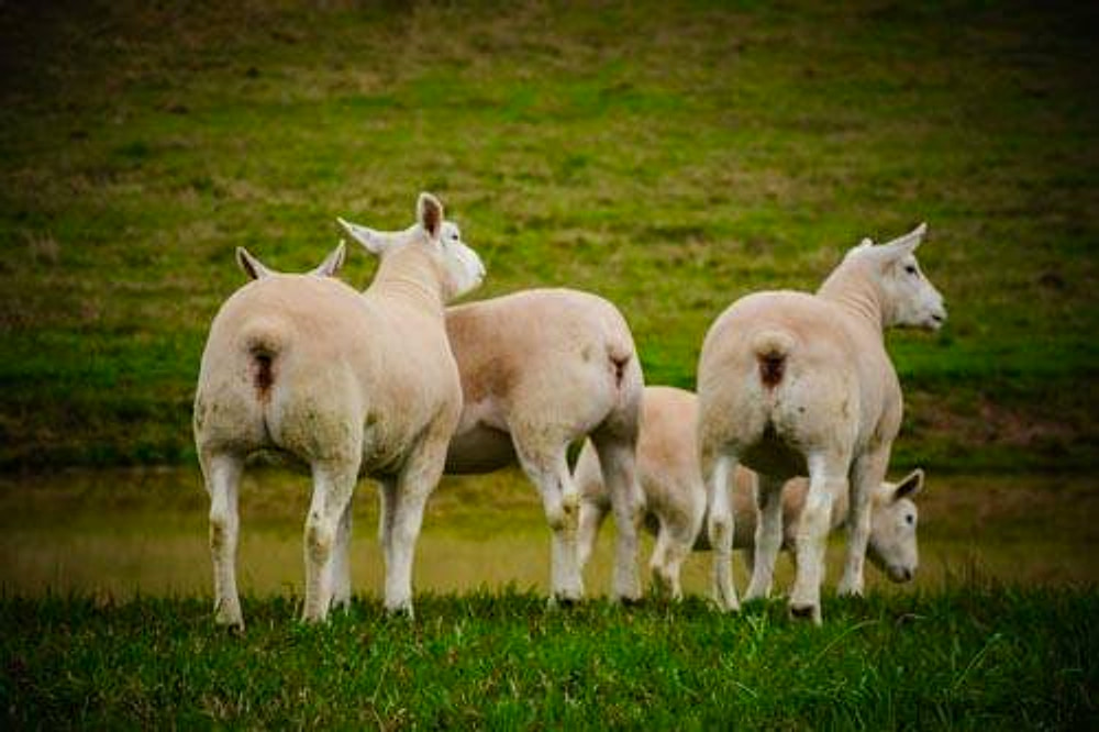 Ovinos Texel agrupados no pasto