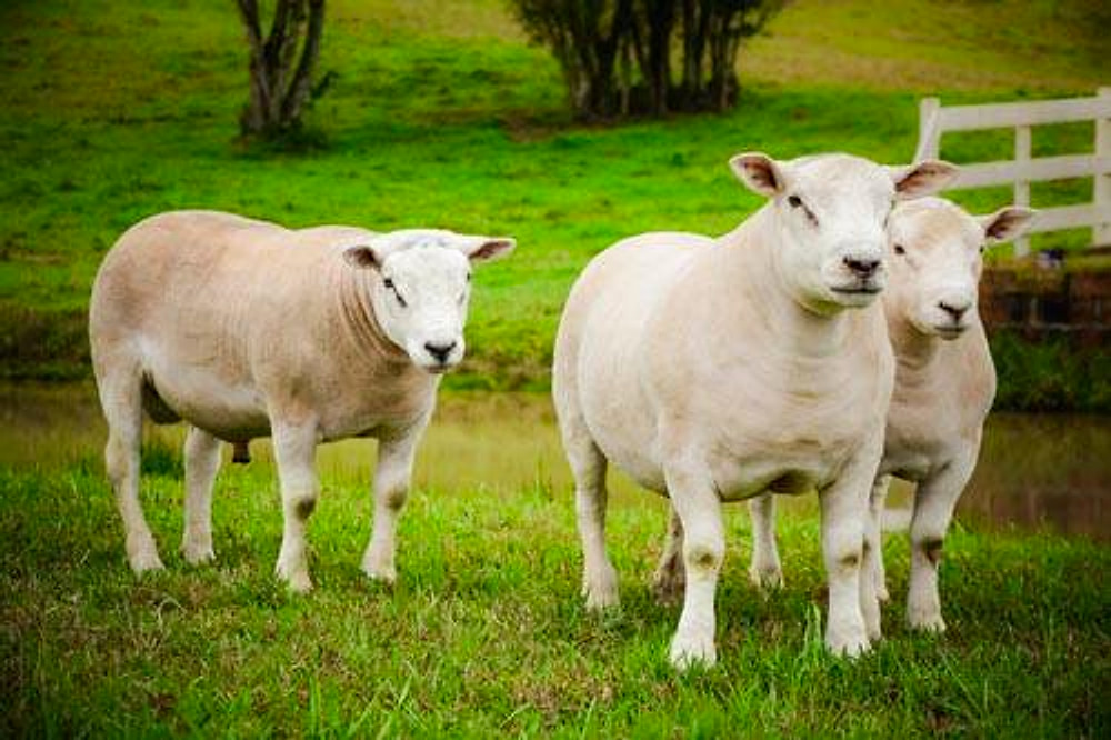 Ovinos Texel de perfil e de frente no gramado