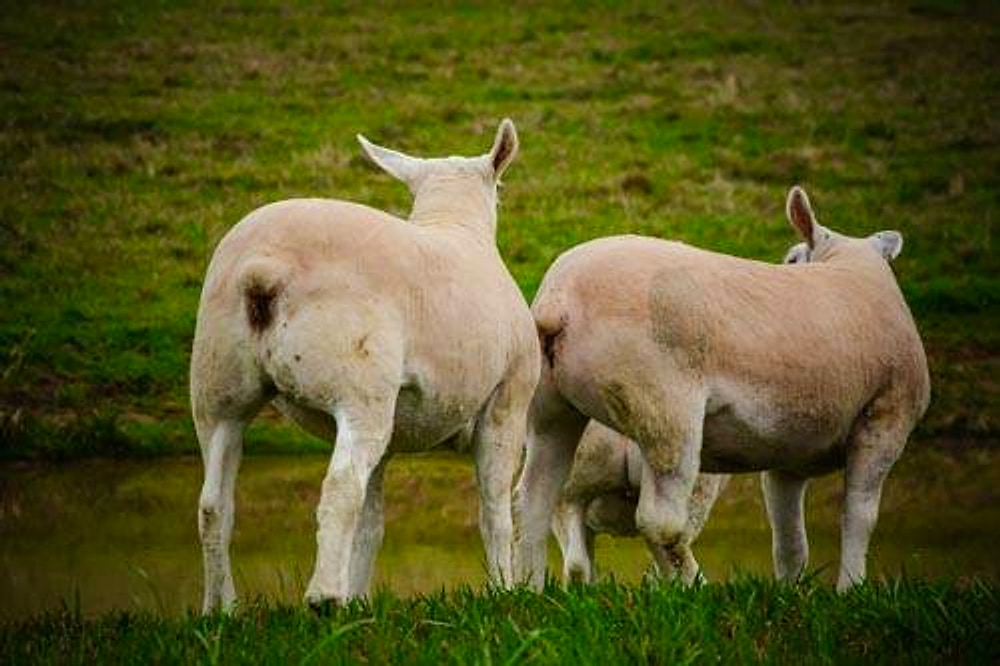 Dois ovinos Texel de costas e de lado no pasto