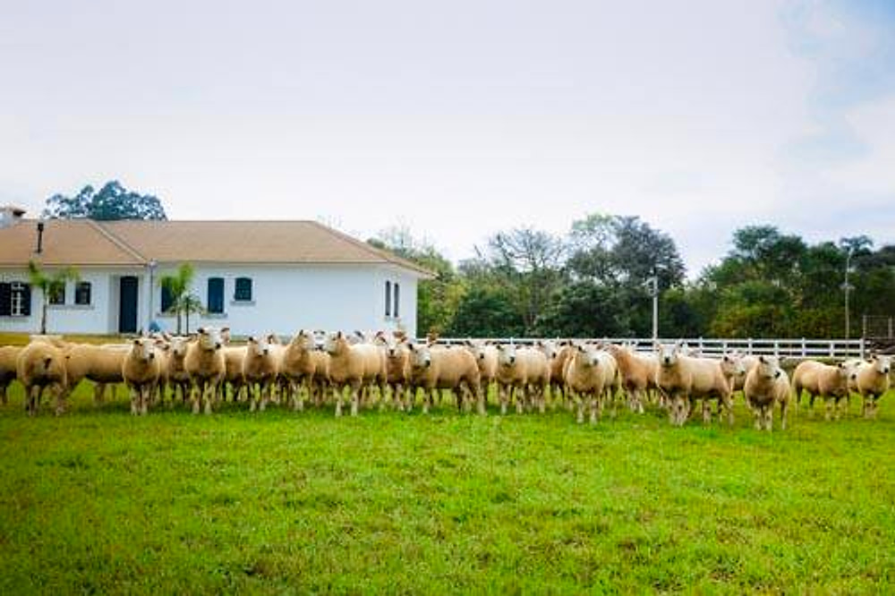 Rebanho de ovinos Texel alinhado no pasto, com a sede da cabanha ao fundo