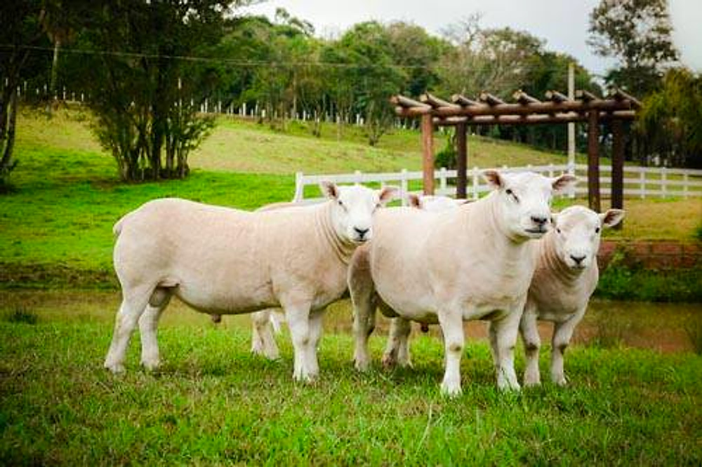 Três ovinos Texel de frente, com pérgola e árvores ao fundo