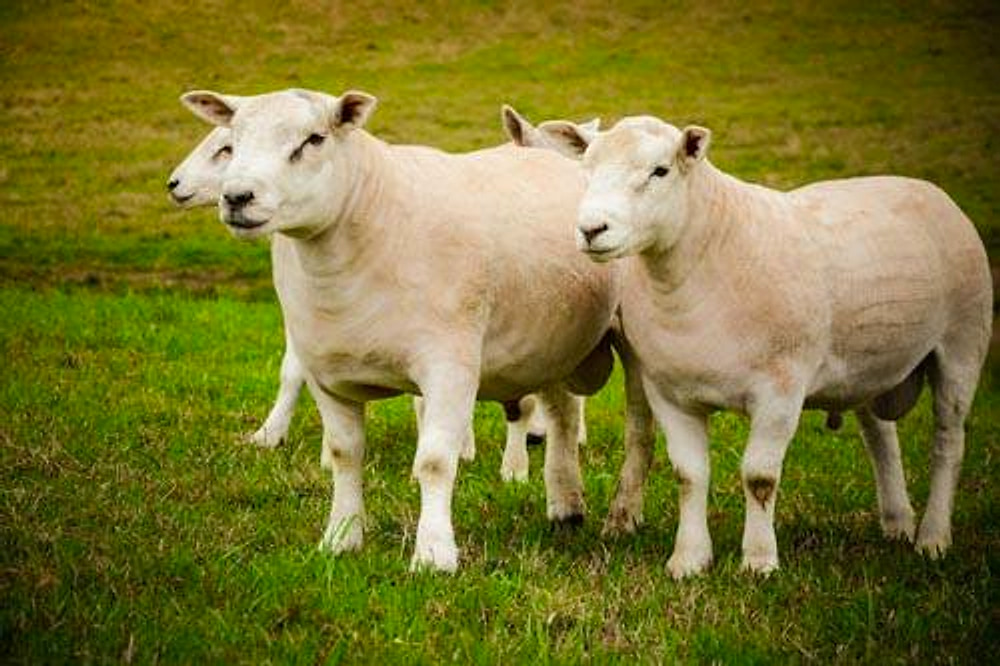 Dois ovinos Texel robustos de perfil no gramado