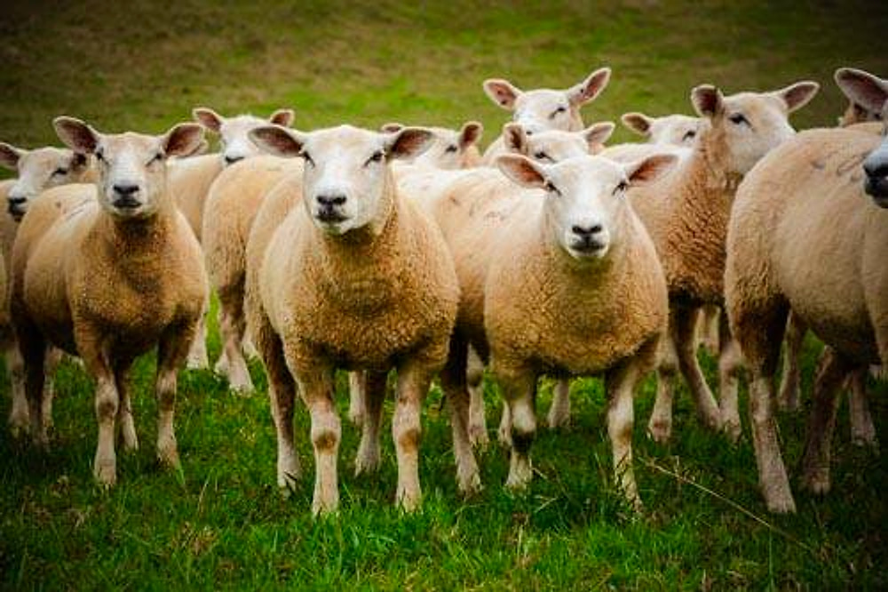 Rebanho de ovinos Texel de frente em um pasto verde