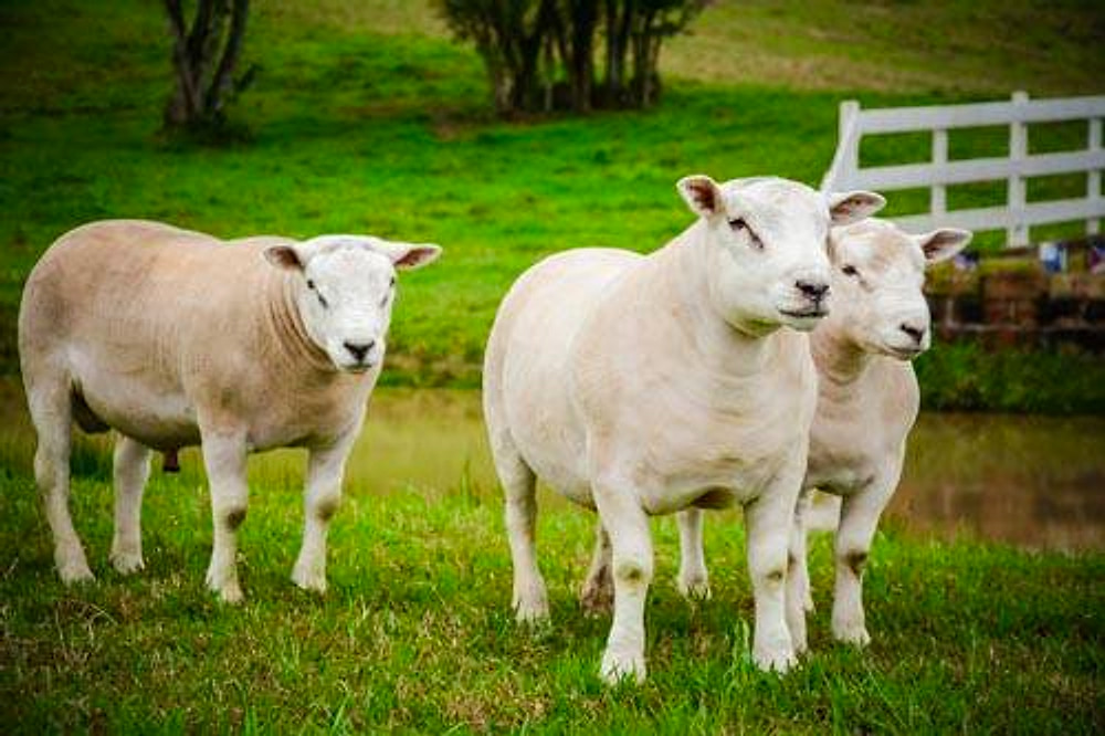 Ovinos Texel no pasto com cerca branca ao fundo