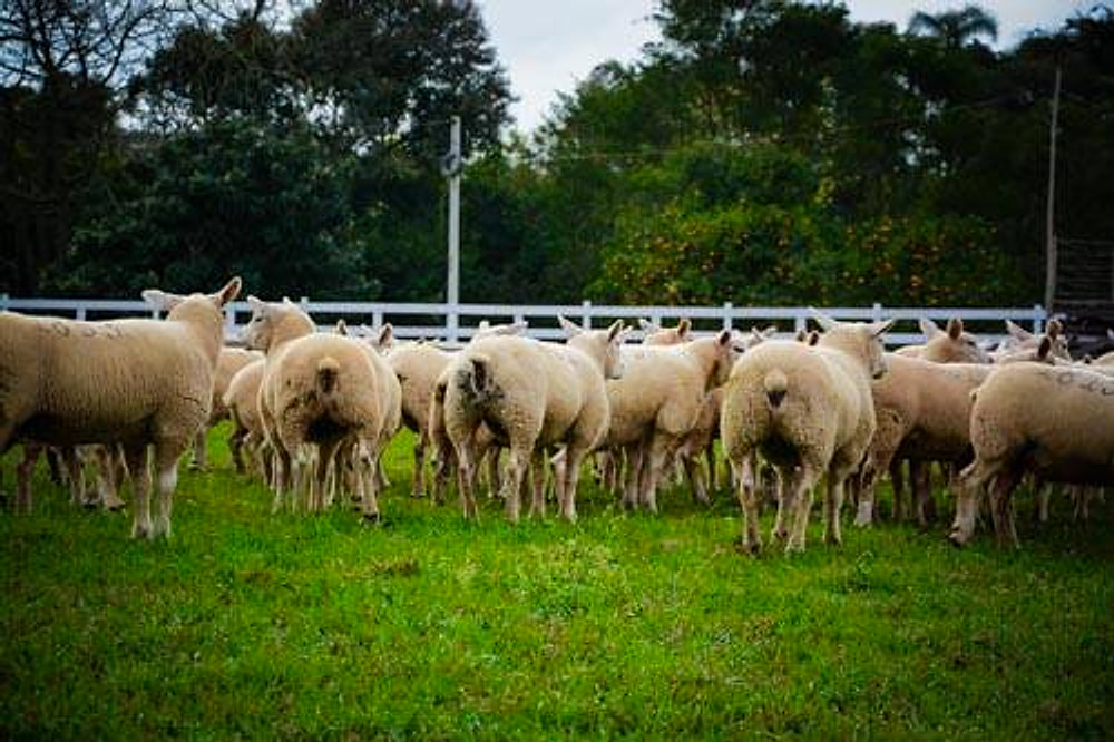 Rebanho de ovinos Texel com árvores e cerca ao fundo