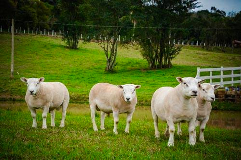 Ovinos Texel espalhados no pasto com cerca branca ao fundo