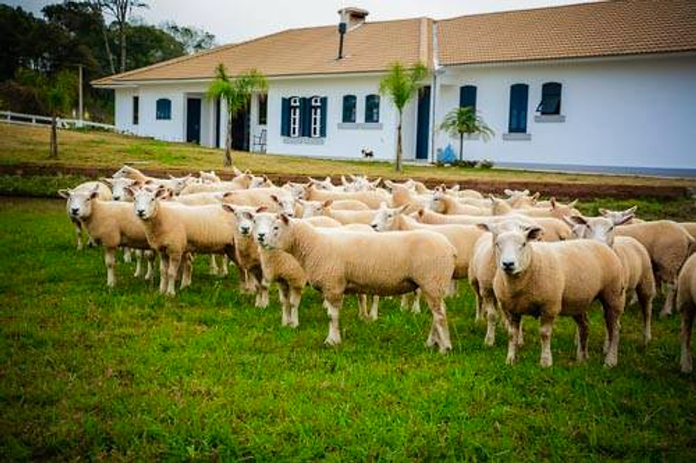 Rebanho de ovinos Texel diante da sede da cabanha
