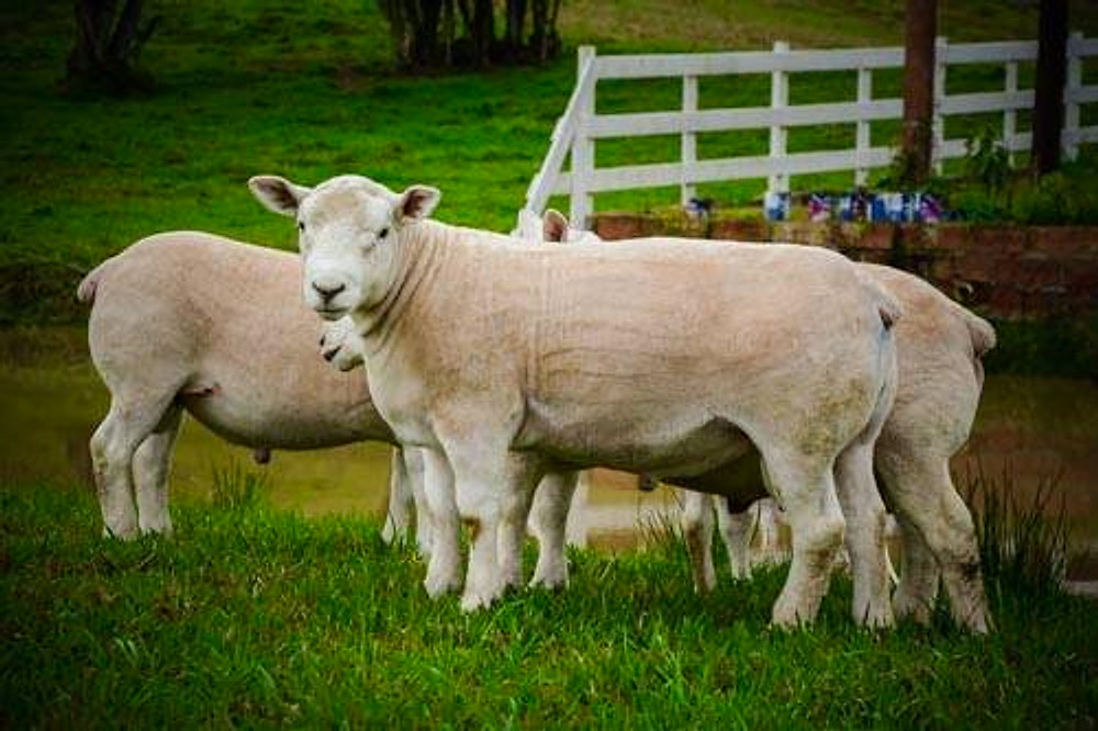 Ovinos Texel de perfil, com cerca branca ao fundo