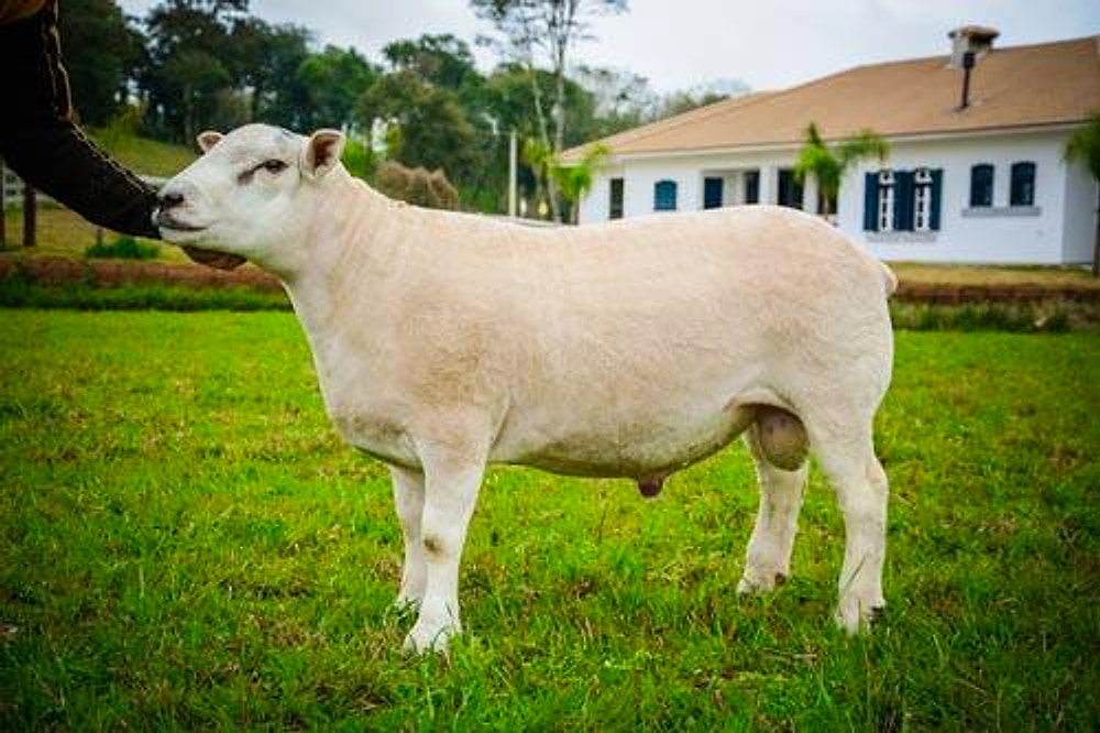 Carneiro Texel de perfil, com a sede da cabanha ao fundo